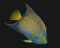 Queen Angel - Grand Cayman by Dale Treadway 